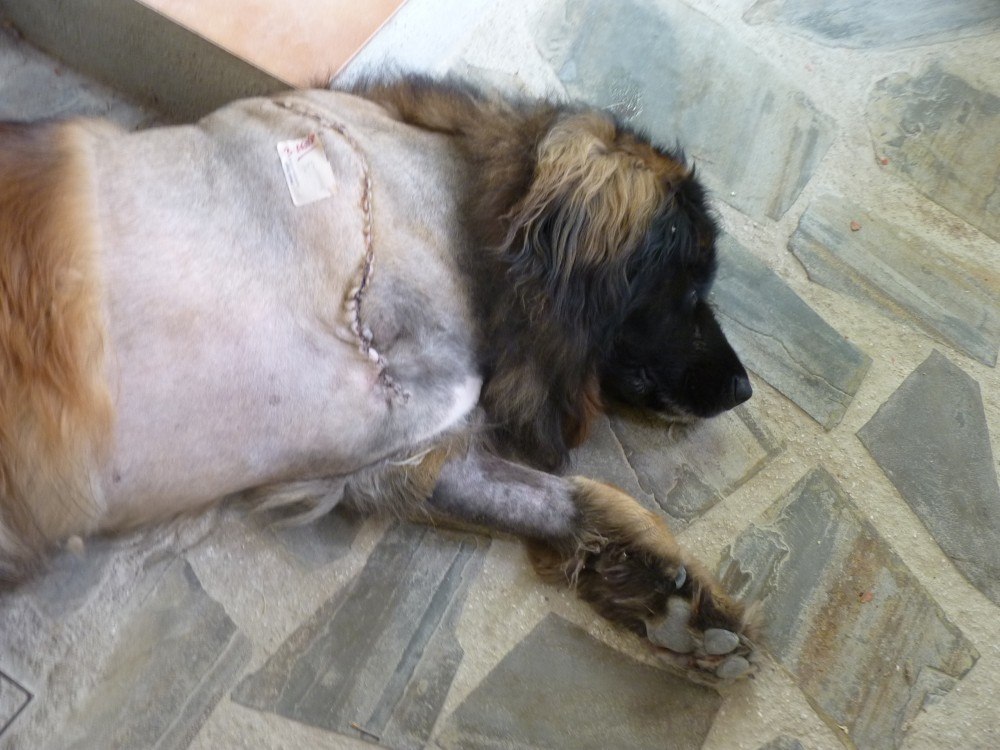Brunos wound 1 week after amputation
