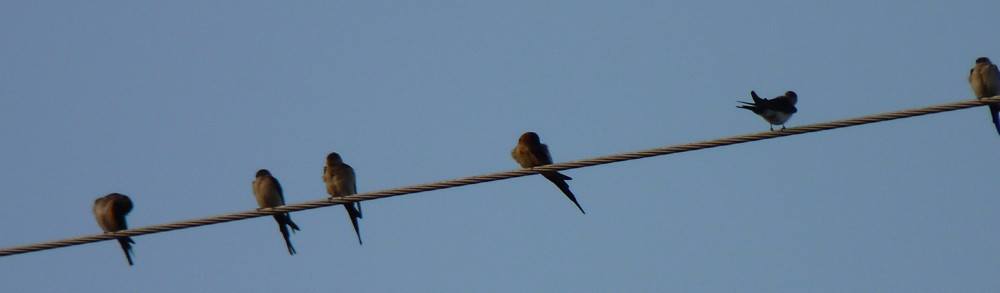 The birds were hanging out and getting ready for the sun to arrive