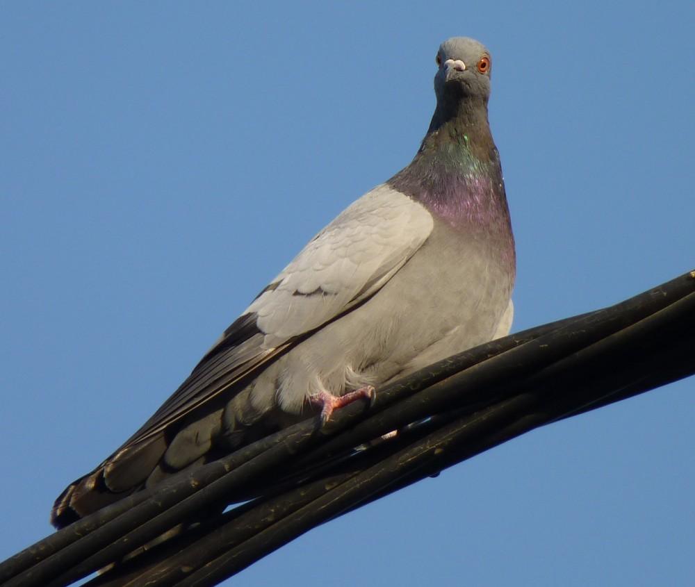 Wooo goodie its the game of catch the pigeon