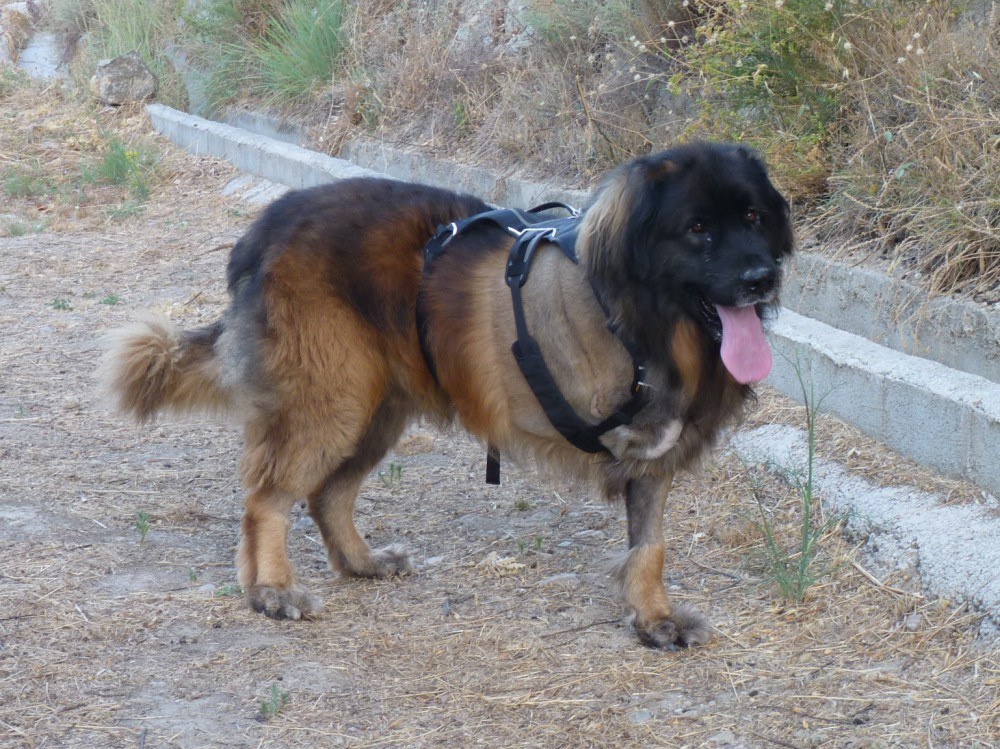 Bruno sporting his new harness. It has a handle on the top to help the hu'parents catch him should he tumble