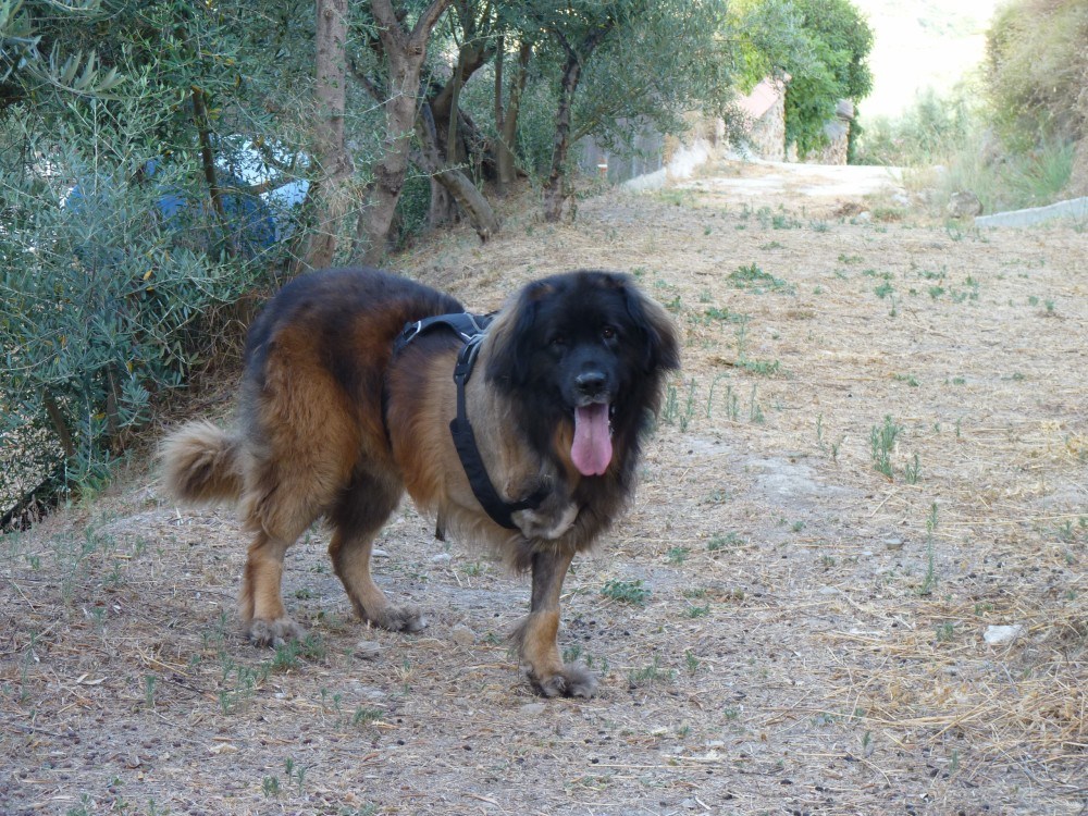 Ok so it had slipped a bit, well he is a tripawd after all