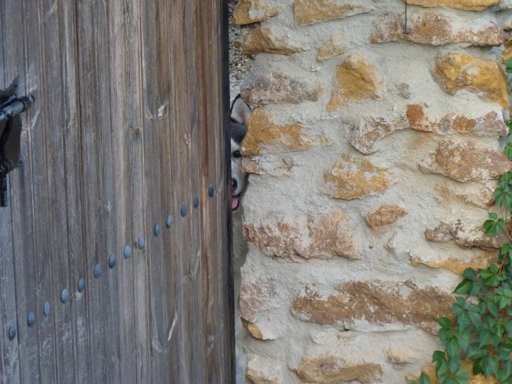 I waited at the gate for Bruno to come back from his walk