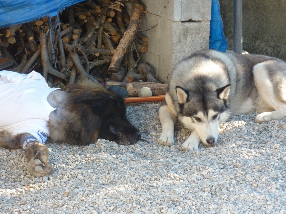 Khumbu sticking close to his furbrother Bruno, 1 day after amputation