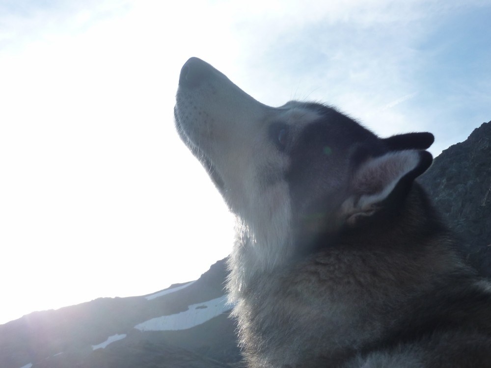 Smelling the cool mountain air mixed with goat and fox smells mmmmm
