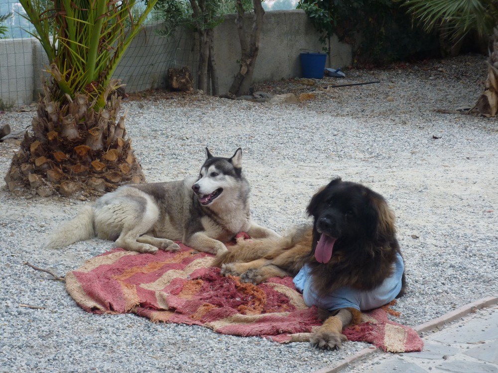 Bruno chilling out on the rug with Khumbu close by, 8 days after amputation