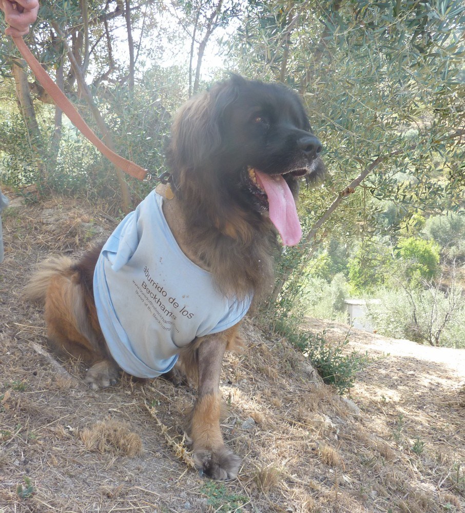A happy Bruno taking a rest on his walk