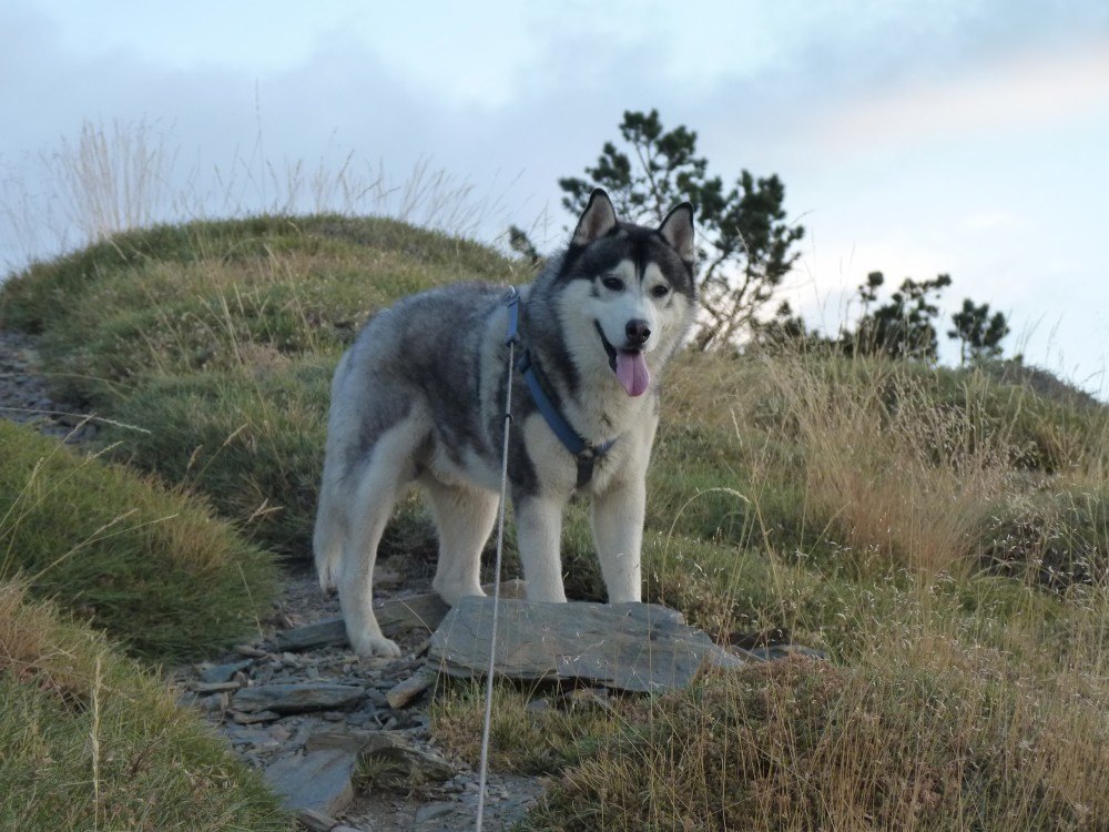 and here is a nice close up of me waiting for the humans, mule and pupsters to catch up