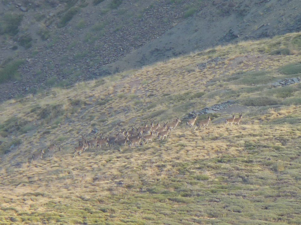 Now you know why I had that stupid look on my face, look at all those mountain goats