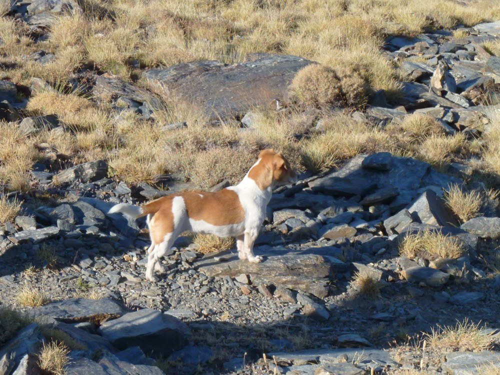 Pupster 1 seeing the mountain goats. This pupster didnt like me, kept making growly noises at me
