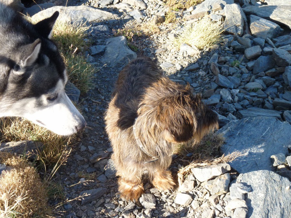 Pupster 2 spotting the mountain goats, me, im just trying to make friends