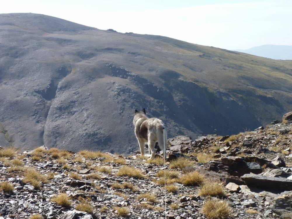 Checking out over the edge for mountain goats