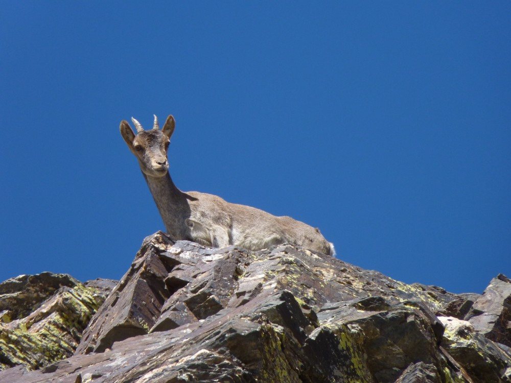 Look what was watching us. It really stared at me. Its a female Ibex!