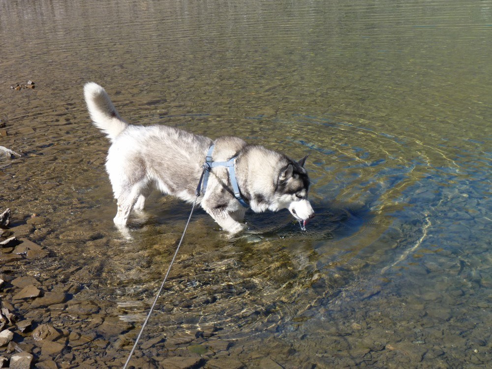 Into the lake for a nice cool paddle and drink