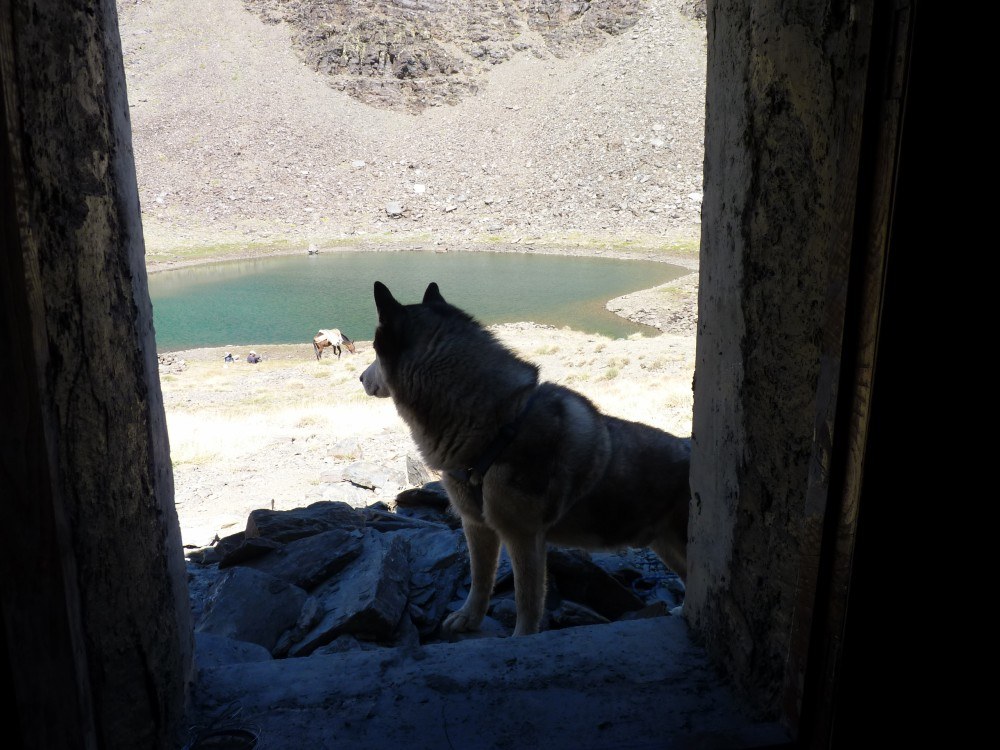Wondering if I could get in through the window and help with the painting