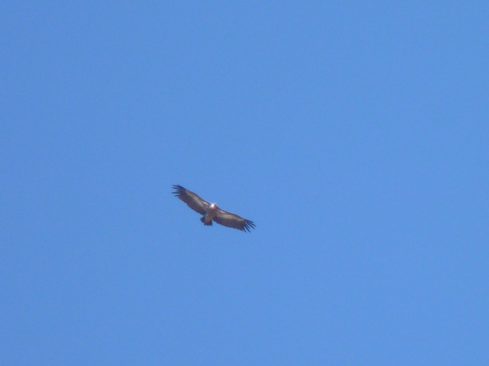 Griffon Vulture flying over the Caballo hut
