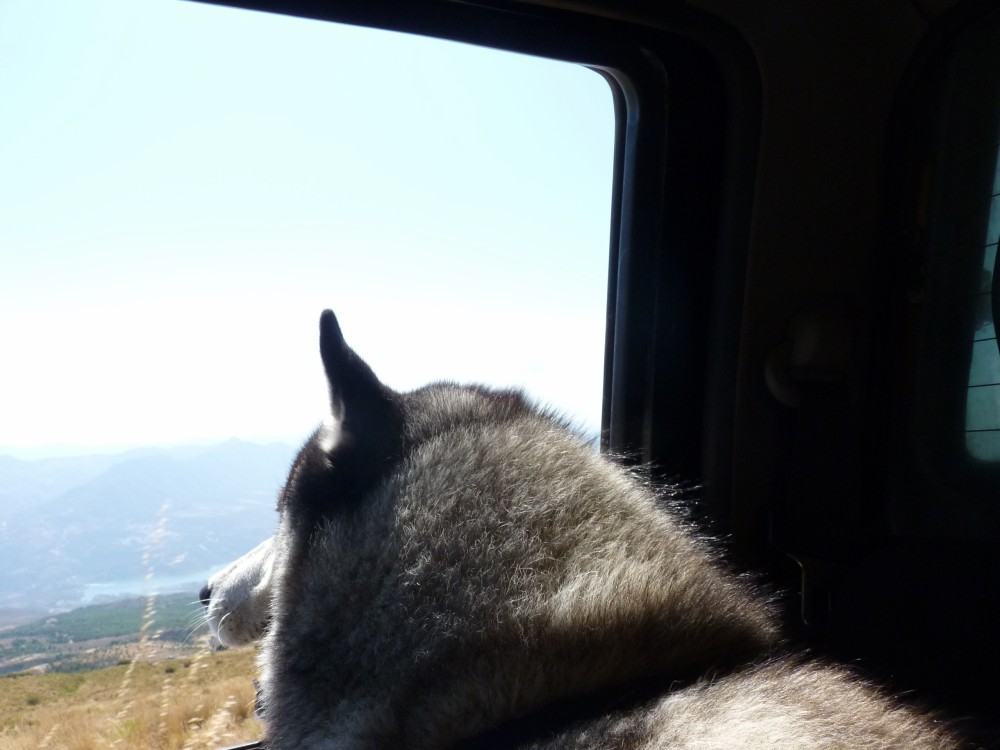 Hanging out the window catching some cool air whilst sharing the back seat with hu'mum