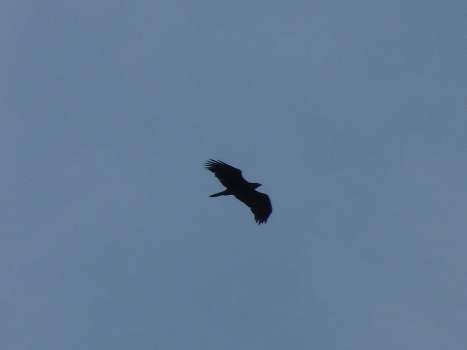 The cloud came right down to the cars when a Golden Eagle flew over head