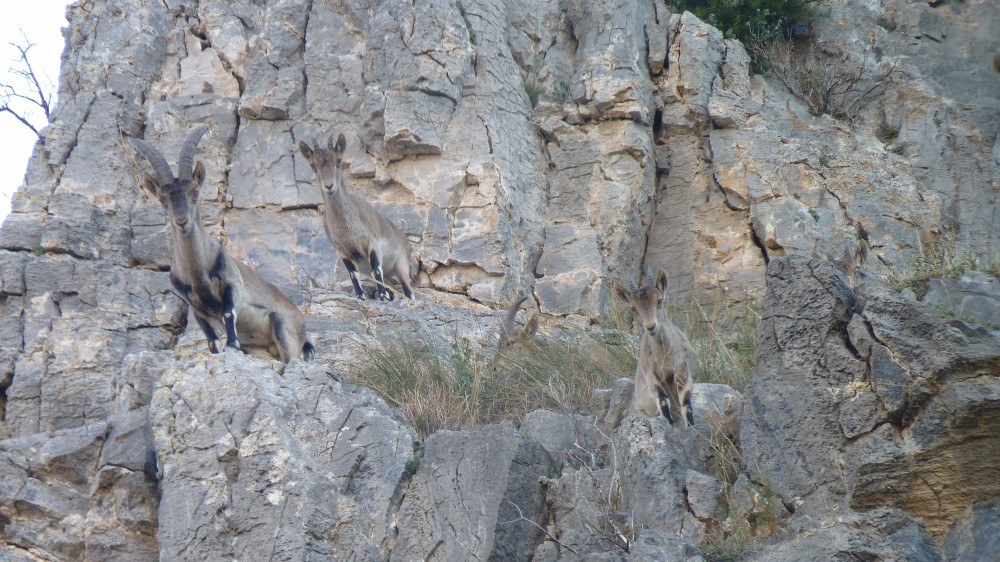 Some of the small group of Ibex