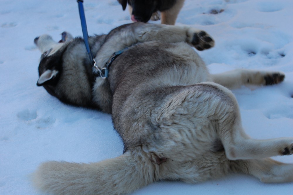 Showing Kyra how to have fun in the snow