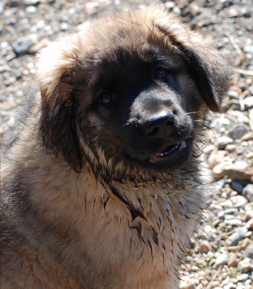 Kyra went for a drink and fell over in the mud BOL