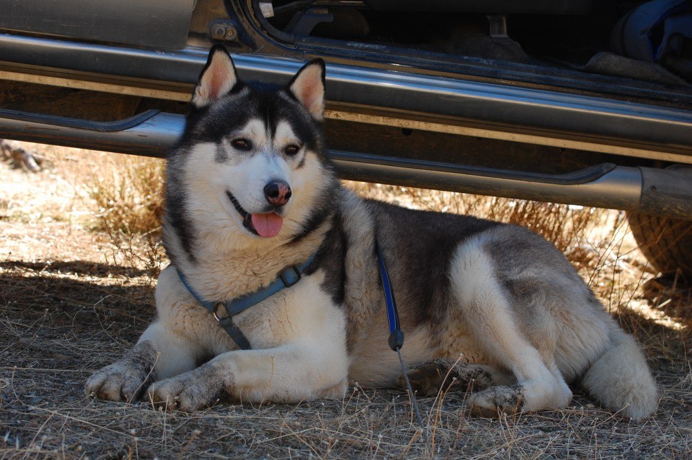 Having a quick rest at the car