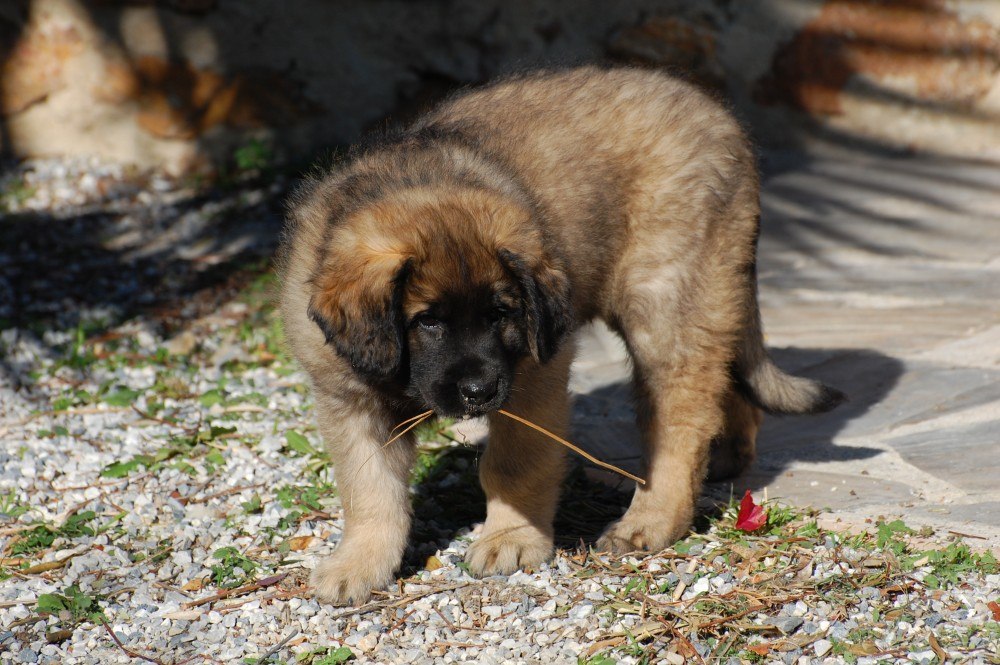 Then Kyra picked up a twig