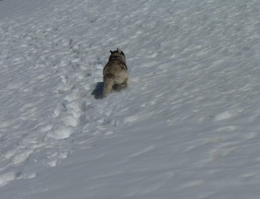Oh yeah im off! Snow was getting mighty soft by now, I did gambol a few times BOL