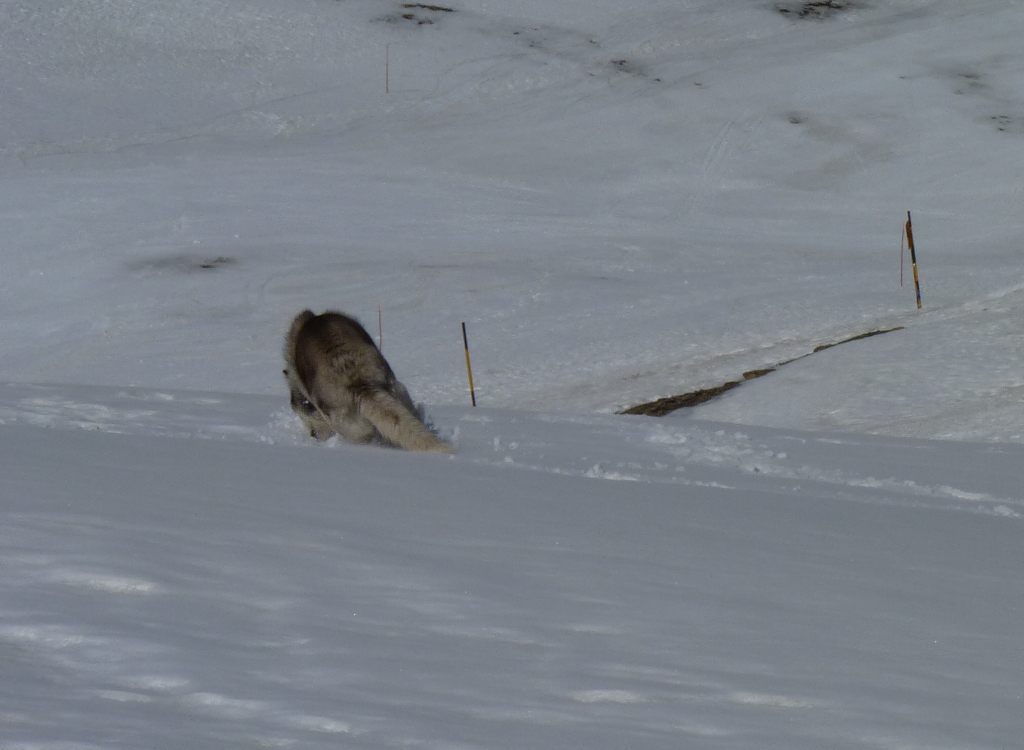 The start of a face plant! Hu'parents kept telling me to slow down, I told them im a husky and I dont do slow