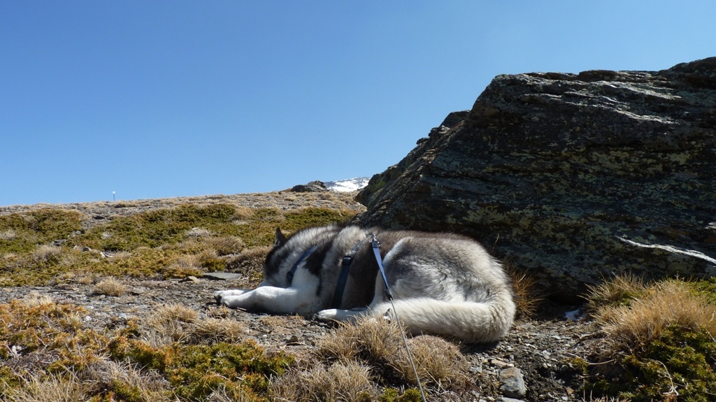 Having a little siesta whilst waiting for the slower humans in the group