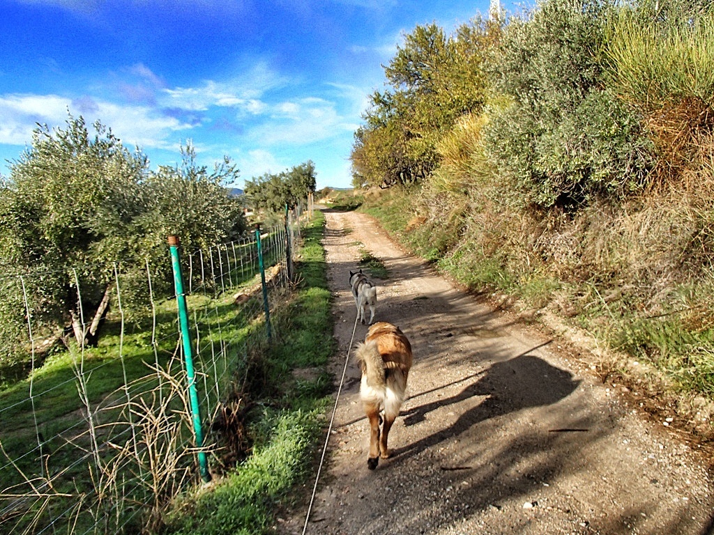 A lovely sunny day for a walk with an enormous shadow