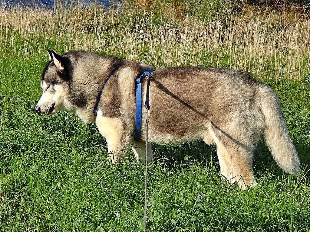 Thinking whilst chowing down on grass! Khyra \(with an h\) she likes to think a lot too