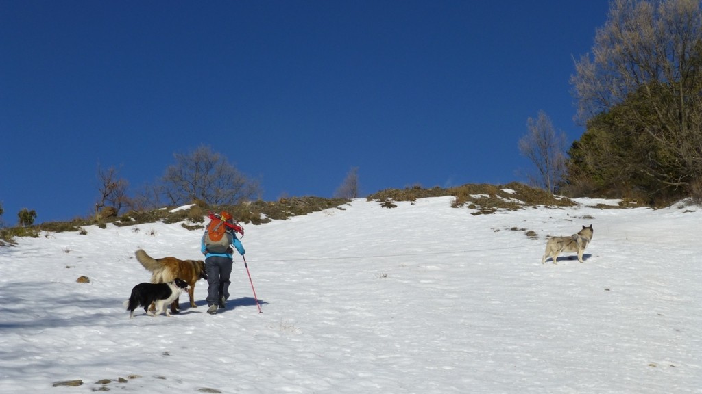 For some reason the humans decided not to go through the forest and we went up the firebreak at the side instead