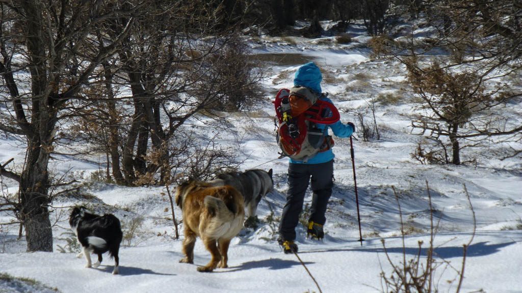 Heading down towards a track. Hu'mum looks like she is skipping and look at the state of her snowshoes!