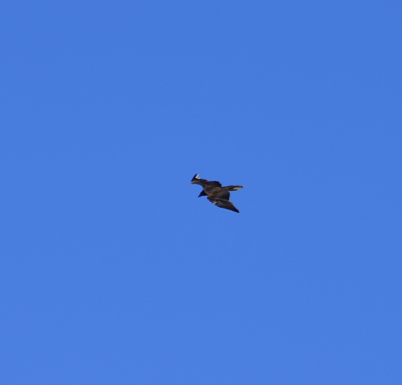 Hu'mum very excited over this very rare sighting. Quebrantahuesos (bone breaker), Gypaetus barbatus, Bearded Vulture, Lammergeier, Lammergeyer or what ever you want to call it 