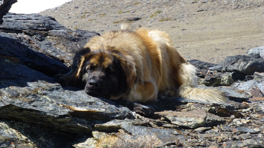 A tired Kyra resting on our way down. 