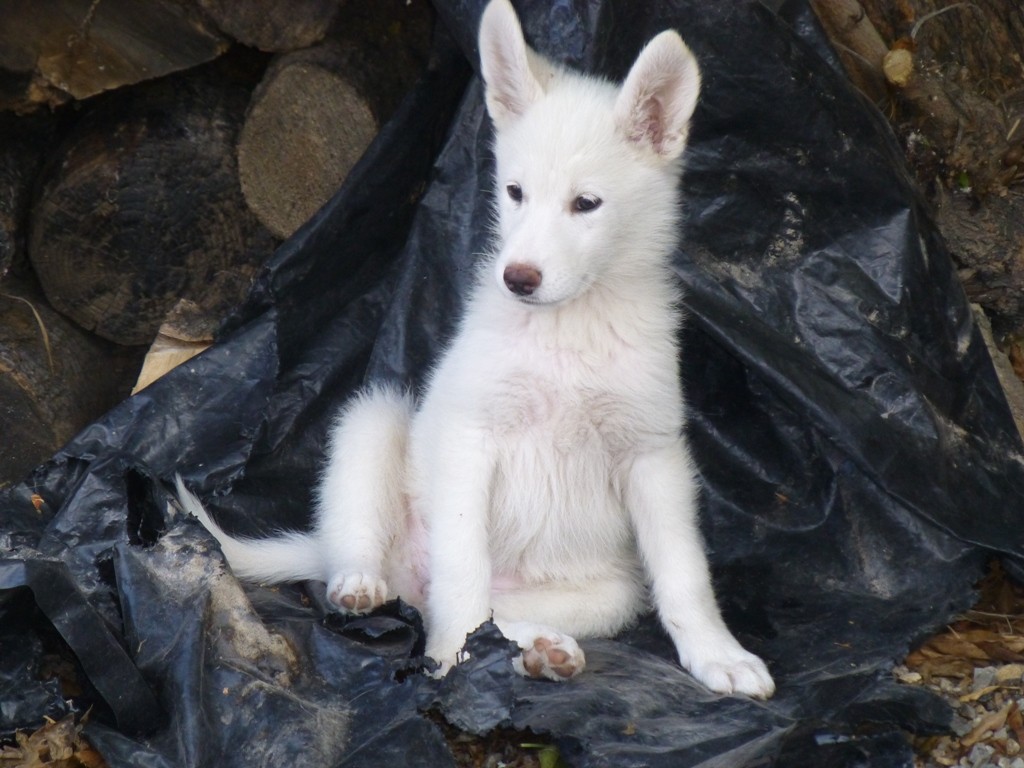 Husky, German Shepherd, Lamb?