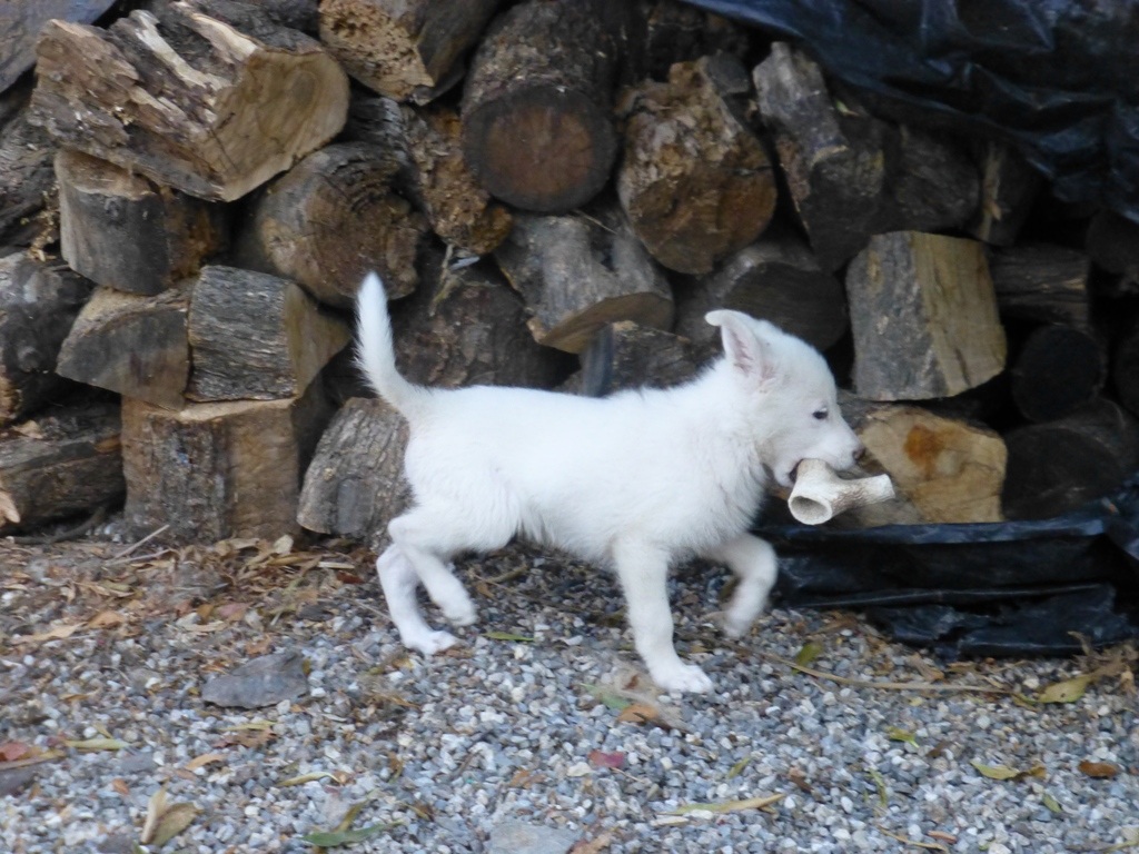 Rita and the big dog antler!