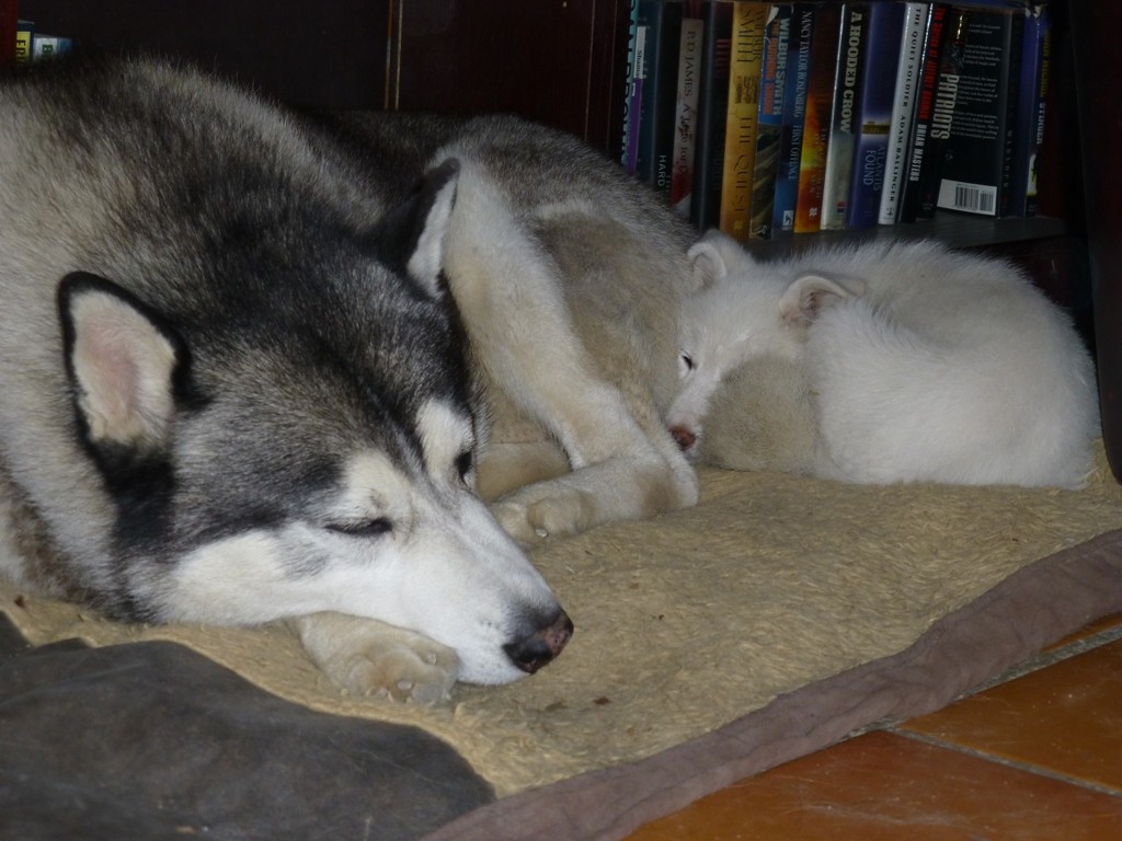 Rita snuggling with Khumbu's tail