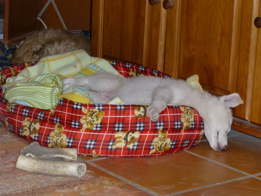 Rita hanging out of her bed