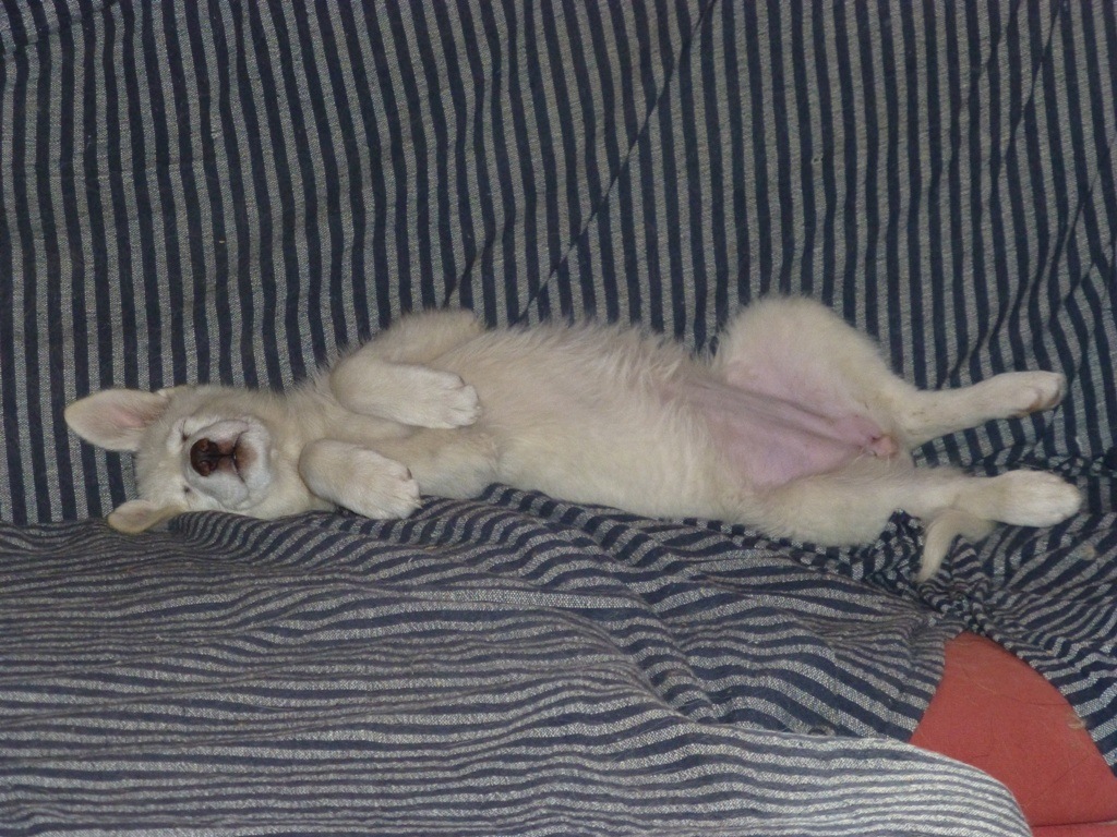 Rita looking like a kangaroo on the sofa