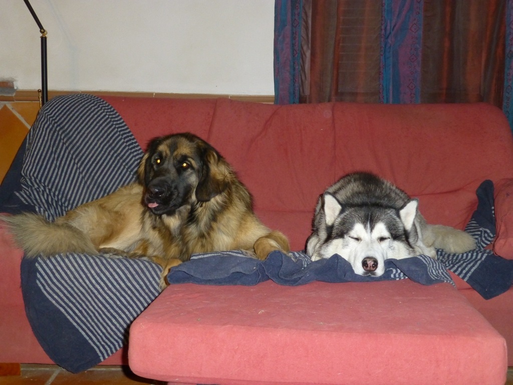 Trying to keep paws and tails away from Rita. This is what Kyra thinks to it!