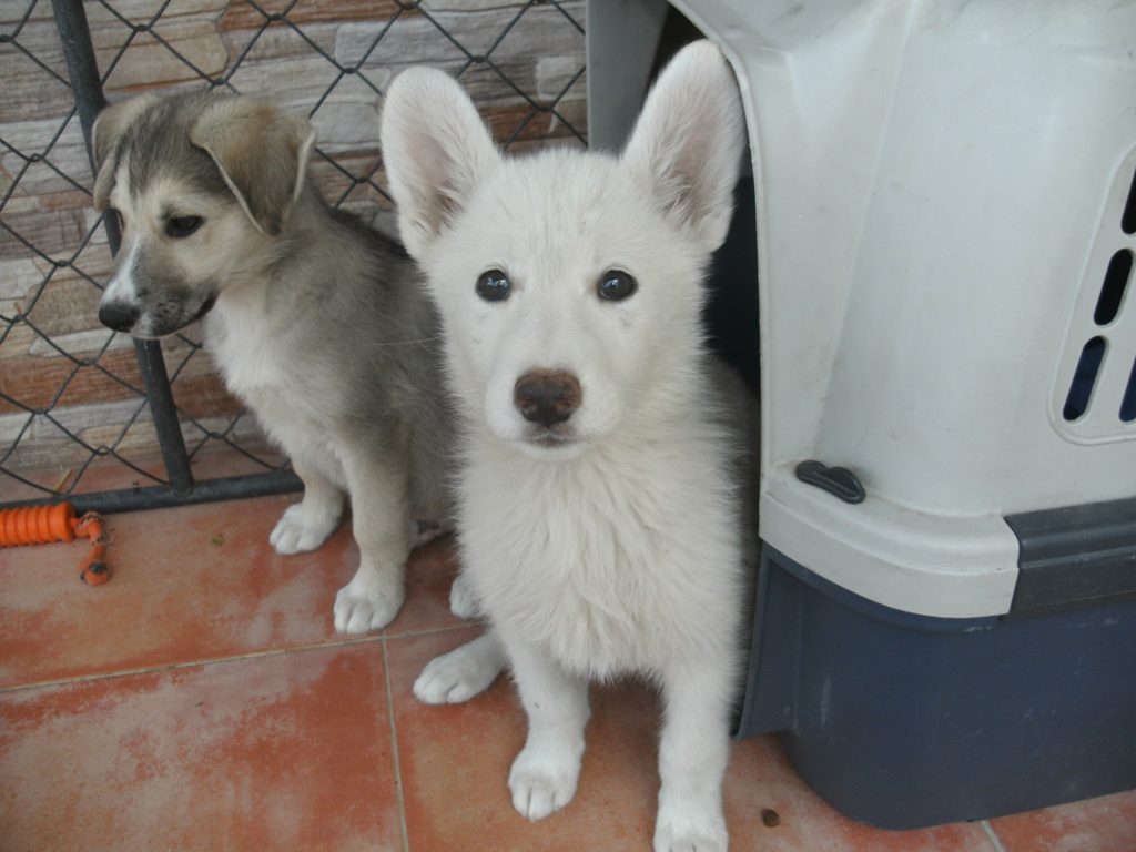 Rita and her brother Luca who now has a new home in Germany