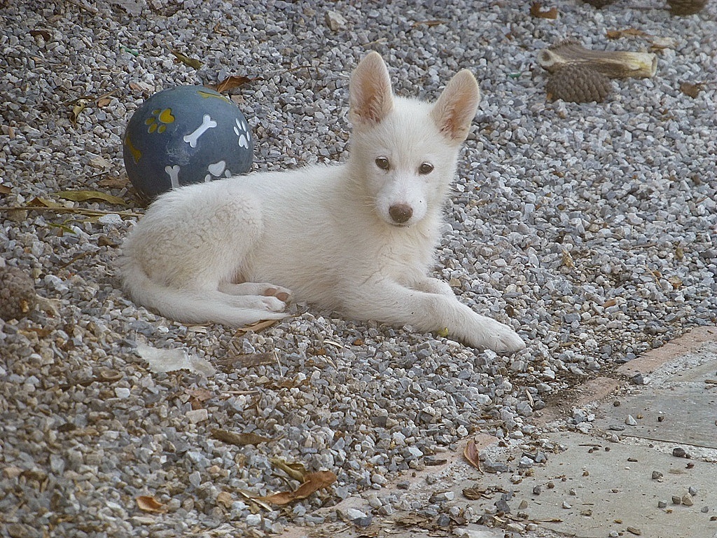 When Rita came to live with us 4 weeks ago she had 2 standy up ears!