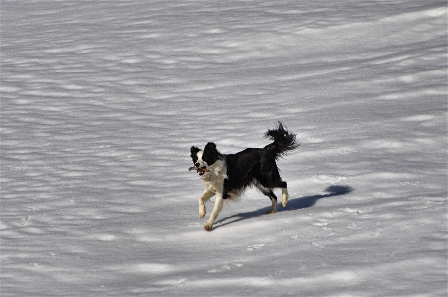 Meg with a stick