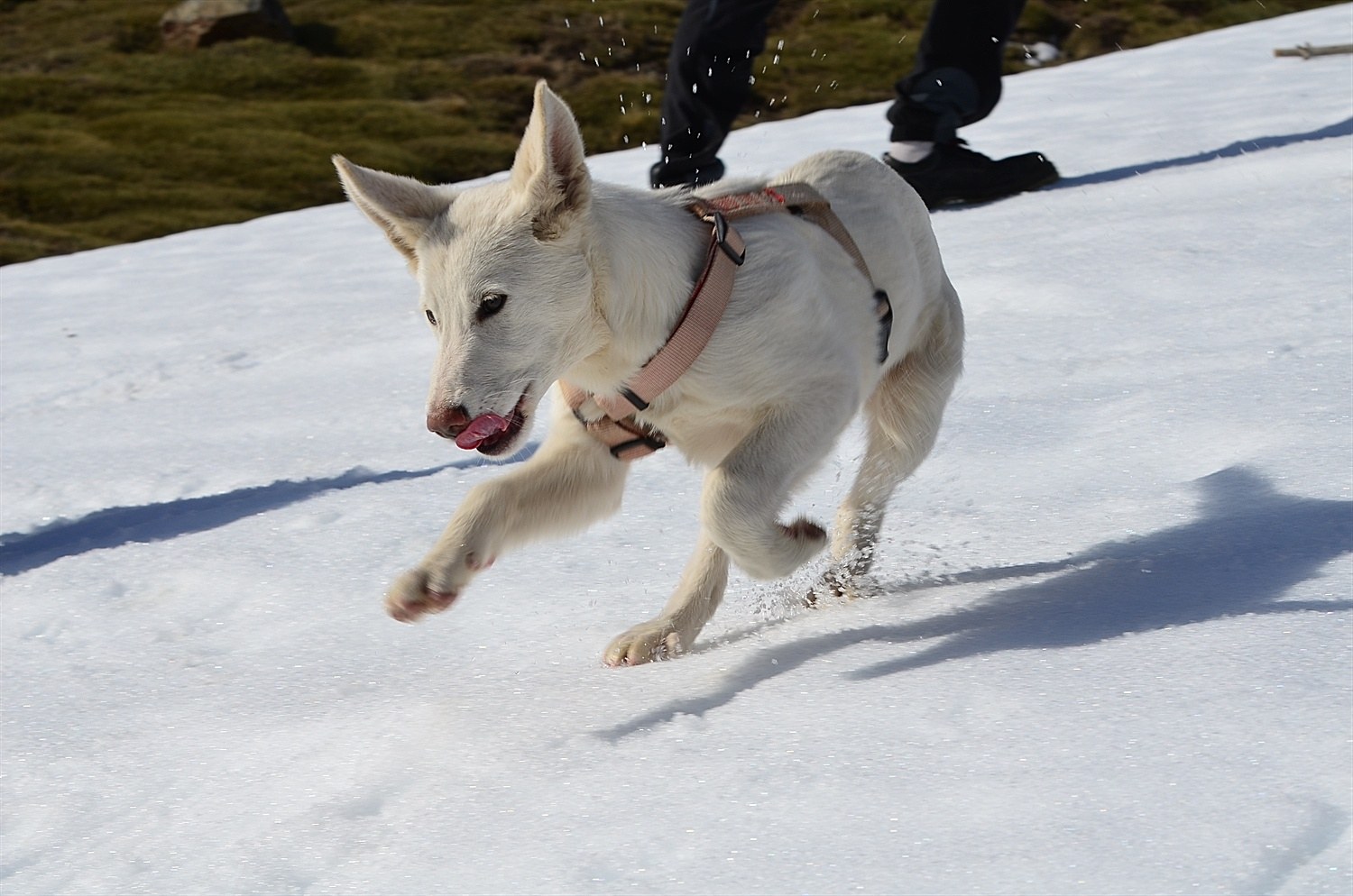 Running with tongue action