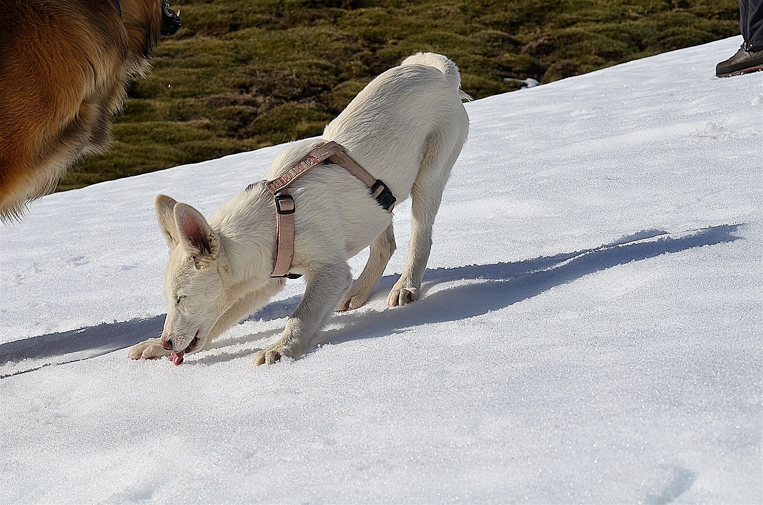 Tasting the snow