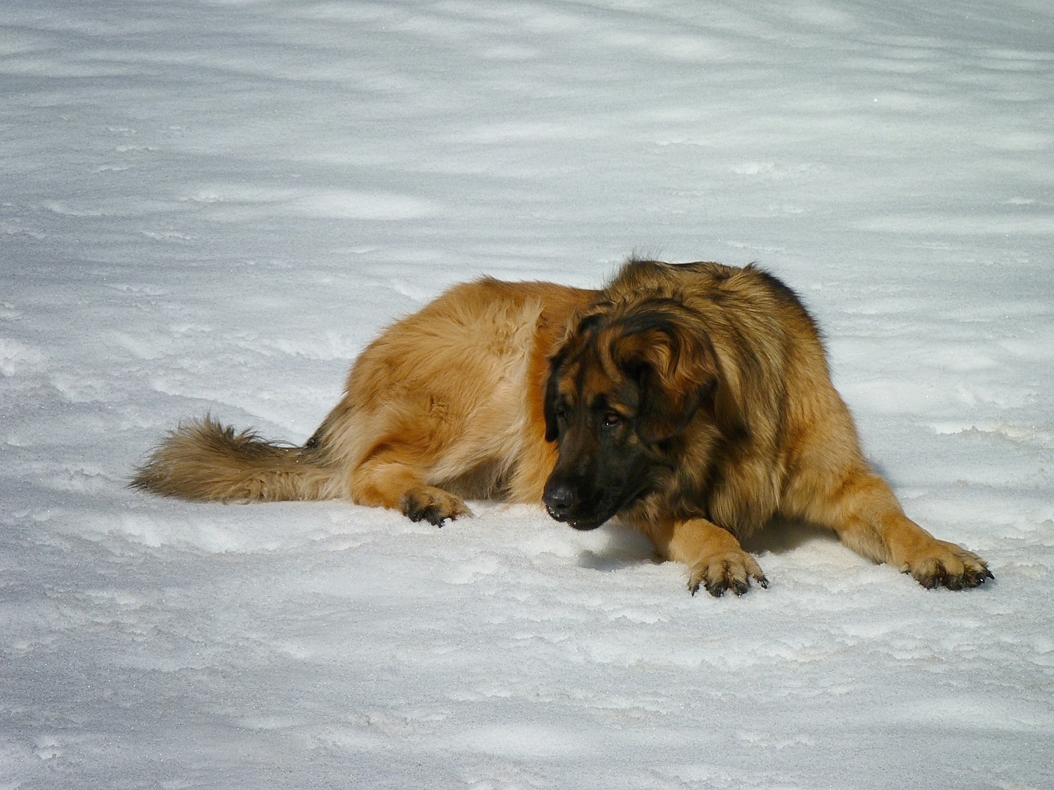 Kyra chilling out in the snow