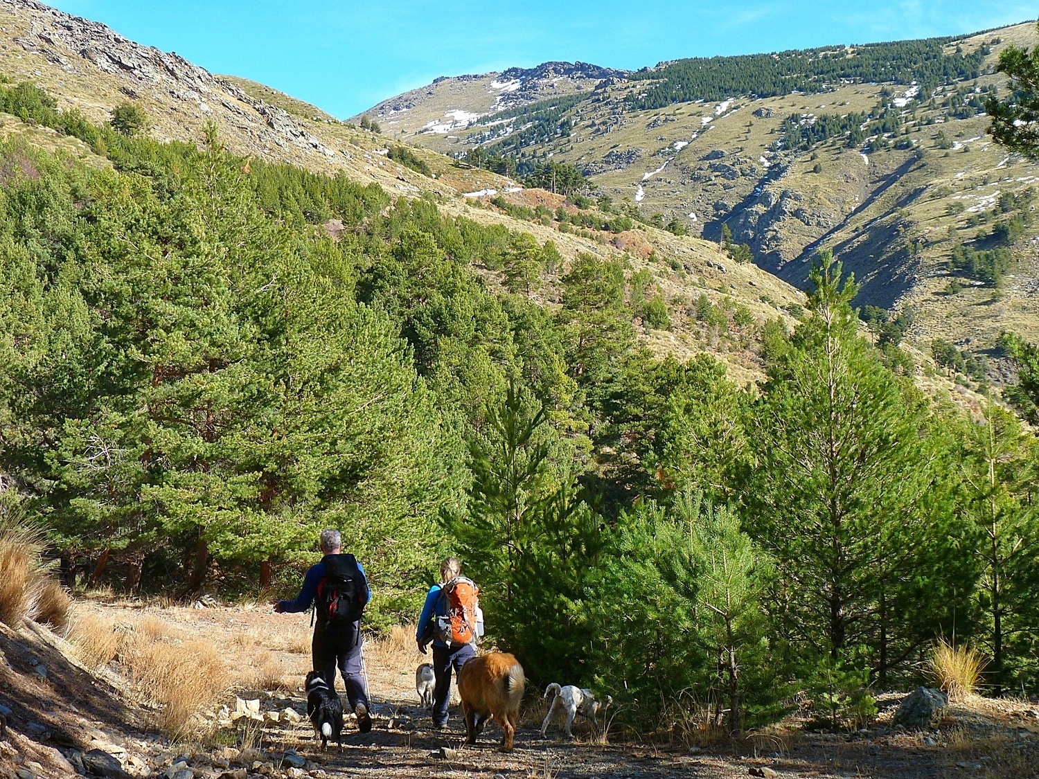 Heading into the forest