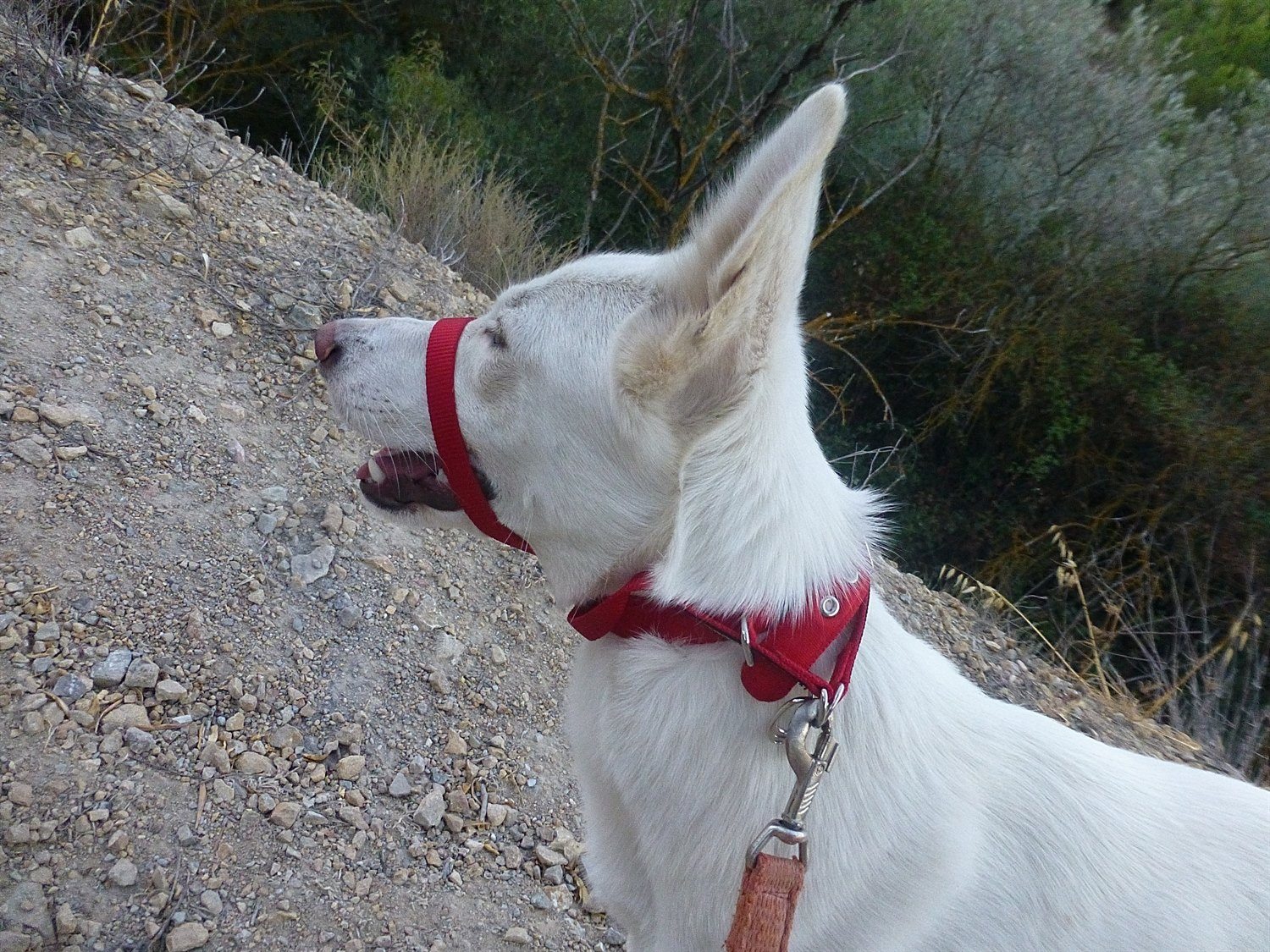 Rita wearing her new Canny Collar. This will help hu'mum from having her arm pulled out. They are not used all the time just when needed.