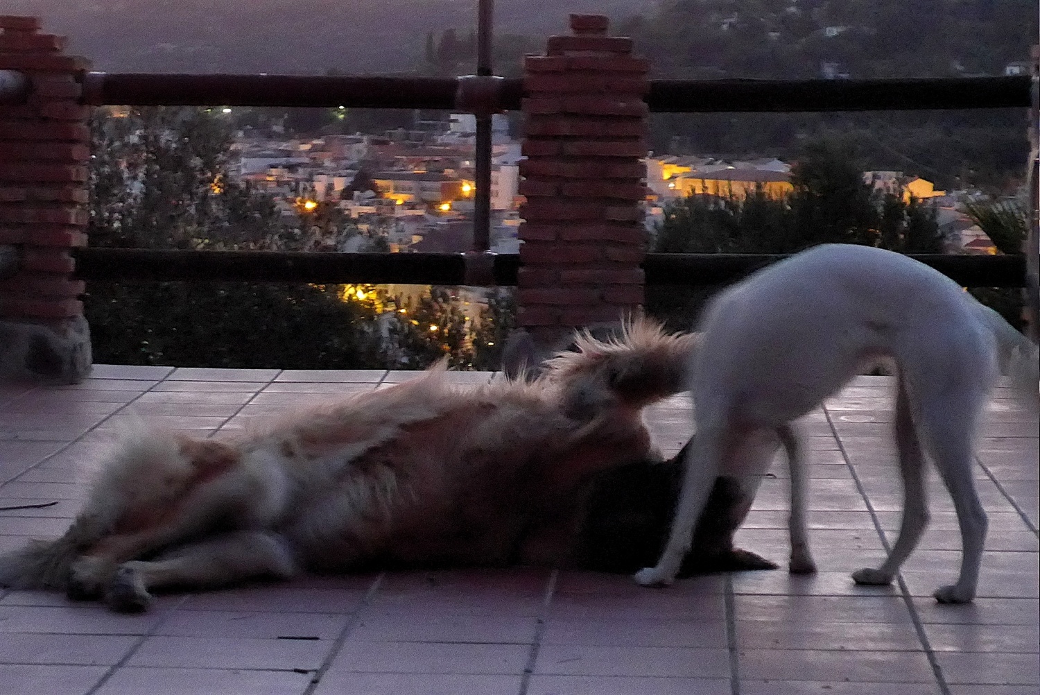 Playing on the roof at night